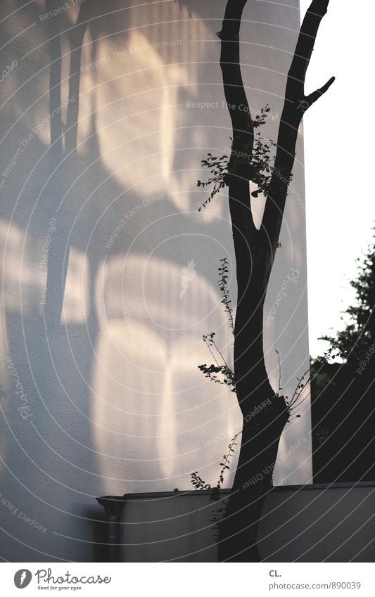 lichtspiel Umwelt Natur Schönes Wetter Baum Mauer Wand Lichtspiel Farbfoto Gedeckte Farben Außenaufnahme Menschenleer Tag Schatten Kontrast