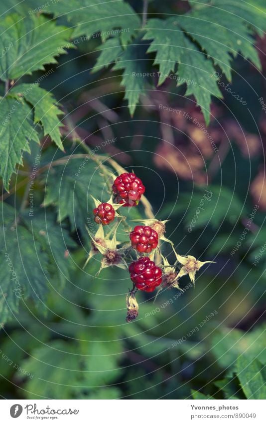 Berry Fruits Außenaufnahme Natur Pflanze Sträucher Brombeeren Brombeerbusch Wald Abenteuer rein Lebensmittel natürlich ökologisch healthy Gesunde Ernährung