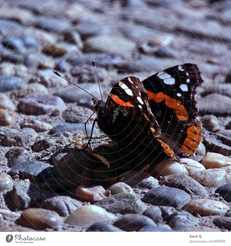 sum like it HoT Schmetterling heiß Physik Sonnenbad Asphalt Erholung Aufenthalt Fühler Insekt schwarz weiß Muster Admiral Stein Mineralien Sommer Wärme