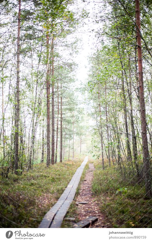 vandringsled Umwelt Natur Sommer Schönes Wetter Wald dünn Unendlichkeit grün ästhetisch Zufriedenheit Erholung Ferien & Urlaub & Reisen Freizeit & Hobby Idylle