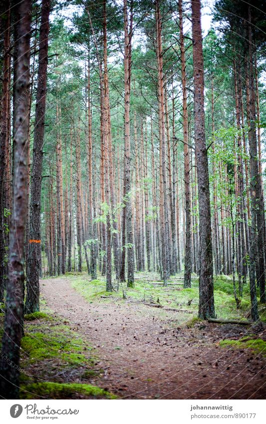 skog Umwelt Natur Landschaft Pflanze Luft Sommer Herbst Baum Sträucher Moos Wald authentisch außergewöhnlich bedrohlich einfach fantastisch frisch gigantisch