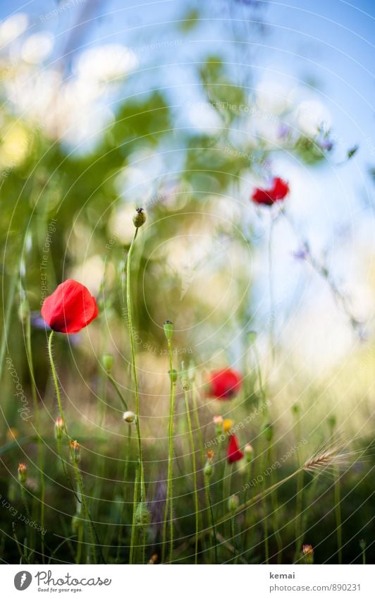 Wegesrandflora Umwelt Natur Pflanze Himmel Sonnenlicht Sommer Schönes Wetter Blume Gras Blüte Grünpflanze Mohn Mohnblüte Wiese Blühend Wachstum frisch schön