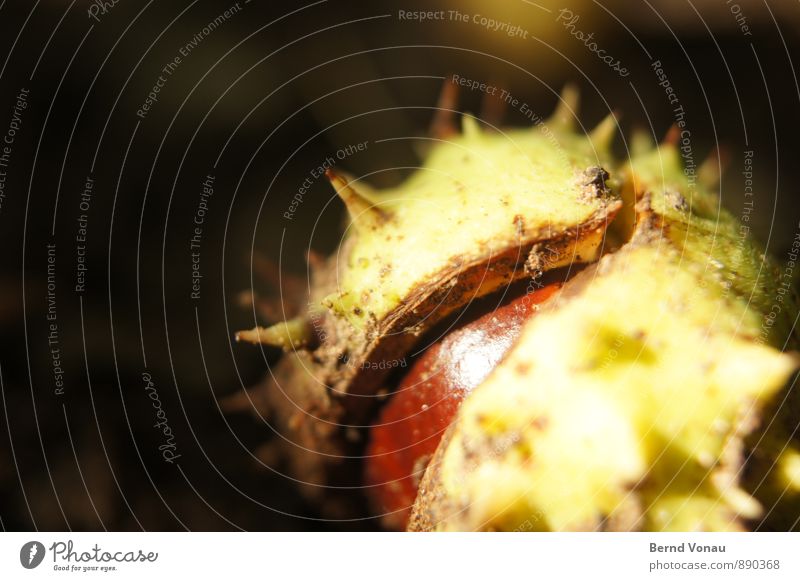 letztes lächeln Umwelt Natur Pflanze Herbst braun gelb grün Kastanie stachelig Beginn Hülle Glätte glänzend brechen fallen herbstlich Herbstbeginn Lächeln