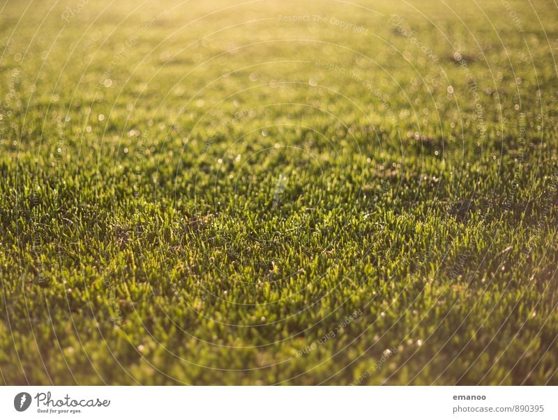 Regenrasen Natur Landschaft Pflanze Wasser Sonnenlicht Frühling Sommer Klima Wetter Schönes Wetter Gras Garten Park Wiese weich gold grün rasenmähen feucht nass