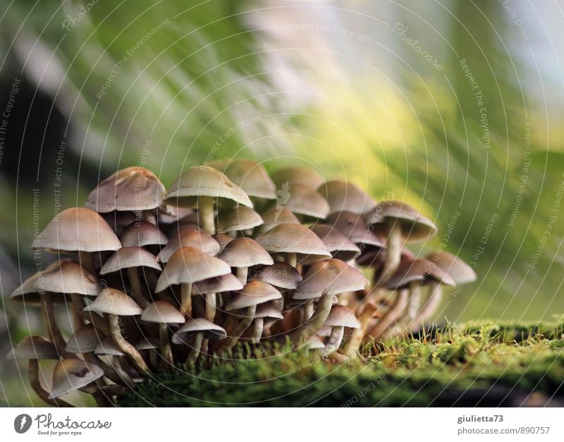 Mushrooms Natur Erde Herbst Moos Pilz Pilzhut Wald schön braun gelb grün Glück Zufriedenheit ruhig Erholung Wachstum Gruppenfoto gruppiert Zusammensein Farbfoto