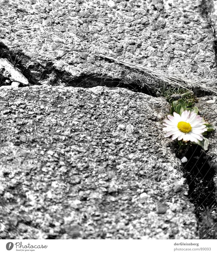 Urbanes Nischendarsein Blume Gänseblümchen Bürgersteig Pflanze gelb grün weiß grau kalt Kraft Natur Leben Frühling Wege & Pfade Riss Spalte Niesche Stein flower