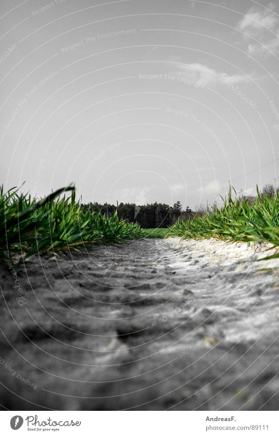 blühende Landschaften Gras grün Feld Landwirtschaft Schädlinge Froschperspektive Wiese Klimaschutz frisch Spuren Schlamm Getreide Mais Ackerbau Blauer Himmel