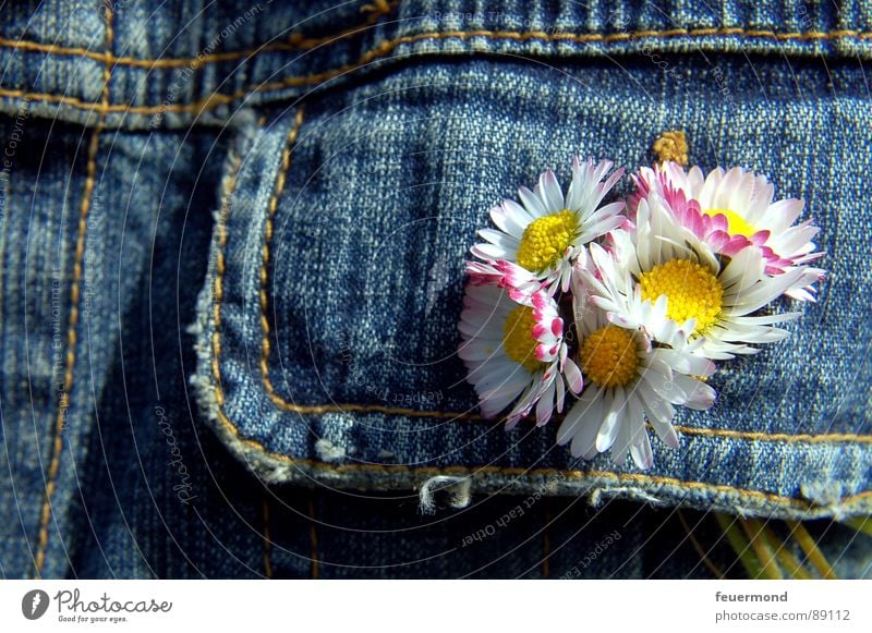 bouquet Gänseblümchen Jeansjacke Blume Frühling Sommer sommerlich Jacke Knopfloch Schmuck Knöpfe verschönern Blüte springen Jeanshose Schönes Wetter summery sun