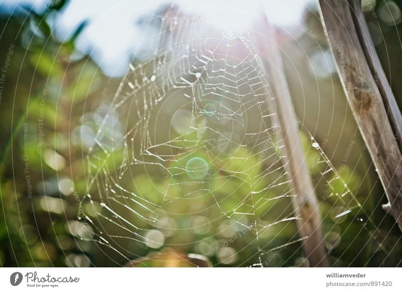 Spinnennetz im Gegenlicht Umwelt Natur Pflanze Sommer Wald träumen wandern gelb gold grün weiß Weisheit Senior Vergangenheit feminin Farbfoto Gedeckte Farben