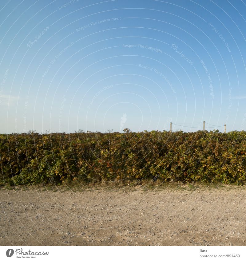 unbestückt Ausflug Freiheit Umwelt Natur Sand Himmel Wolkenloser Himmel Sommer Sträucher Grünpflanze Wildpflanze Verkehrswege Wege & Pfade Wachstum Sandweg