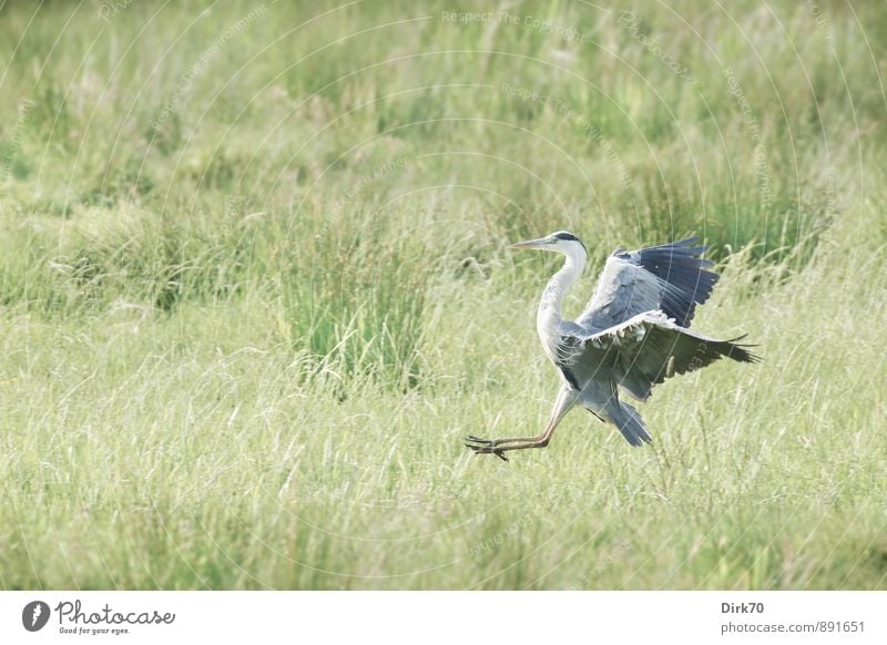 Landeanflug, letzte Phase Schönes Wetter Gras Wiese Moor Sumpf Bremen Tier Wildtier Vogel Reiher Graureiher 1 rennen fliegen Geschwindigkeit sportlich gelb grau