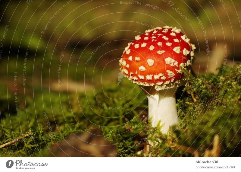 Im Wald Natur Pflanze Herbst Moos Fliegenpilz Pilz Pilzhut stehen Wachstum bedrohlich natürlich rund schön grün rot weiß Glücksbringer Märchenwald