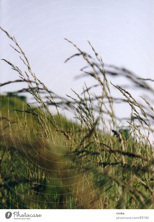 Weide Frühling grün Wiese Halm Blauer Himmel Freiheit Natur Wind