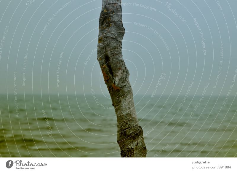 Weststrand Umwelt Natur Landschaft Wasser Himmel Wolkenloser Himmel Klima Pflanze Baum Küste Strand Ostsee natürlich wild Farbfoto Außenaufnahme Menschenleer