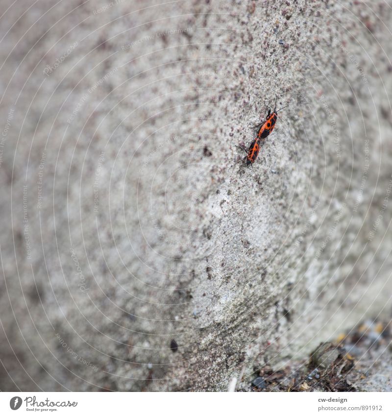 Gemeine Feuerwanzen Frühling Sommer Herbst Mauer Wand Fassade Tier Wanze Käfer Feuerkäfer 2 Tierpaar Arbeit & Erwerbstätigkeit berühren sprechen entdecken