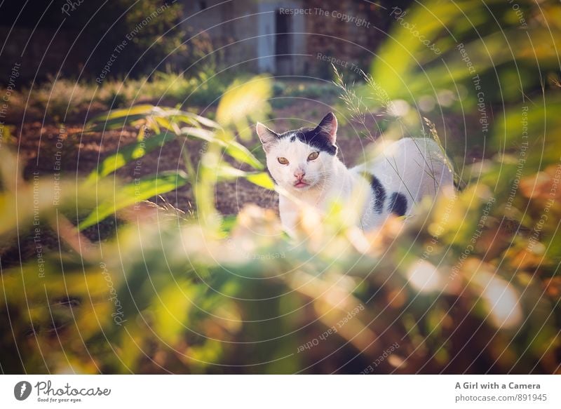 Abstand halten Sommer Herbst Pflanze Gras Sträucher Garten Haustier Katze 1 Tier beobachten Blick schätzen Schüchternheit mehrfarbig Außenaufnahme Menschenleer