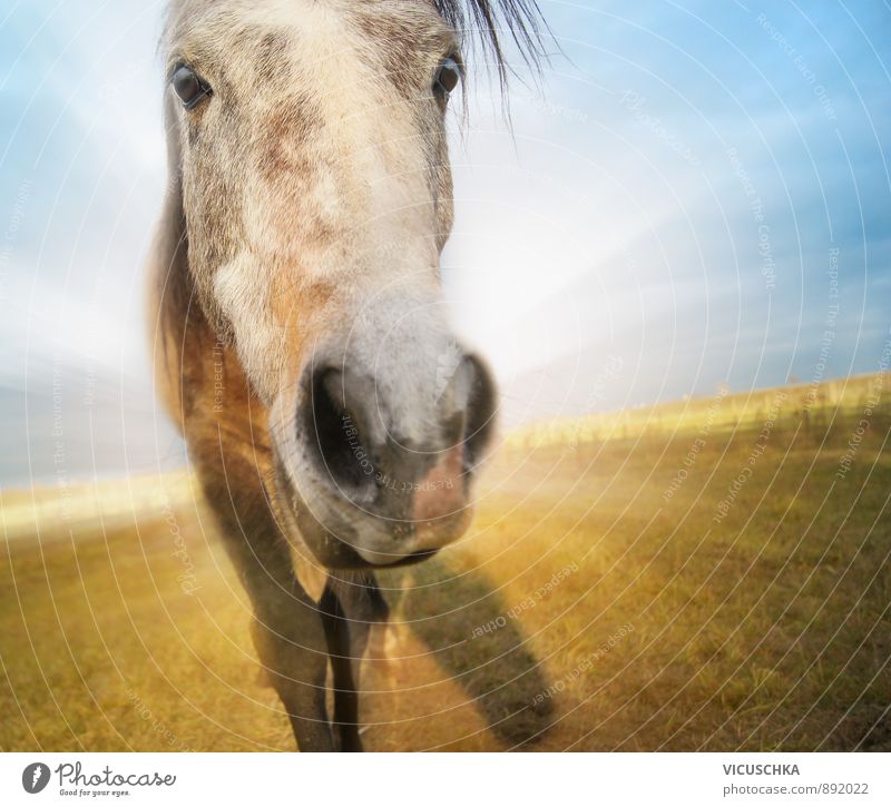 lustiges Pferd auf Herbst Feld Hintergrund mit blauem Himmel Lifestyle Design Freizeit & Hobby Reiten Ferien & Urlaub & Reisen Abenteuer Freiheit Sommer Sonne