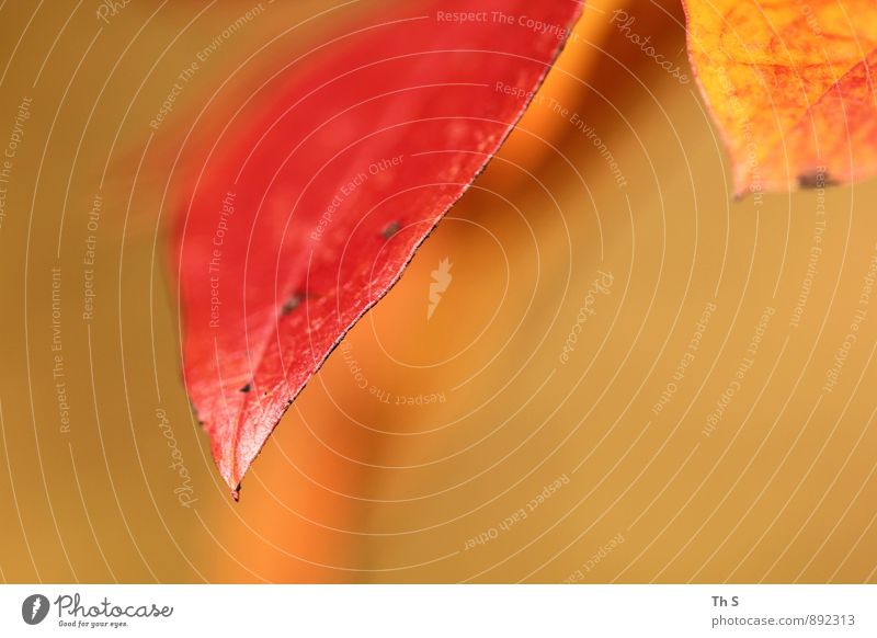 Blatt Natur Pflanze Sommer Herbst Blühend ästhetisch authentisch einfach elegant natürlich orange rot geduldig ruhig Farbe Gelassenheit harmonisch schön