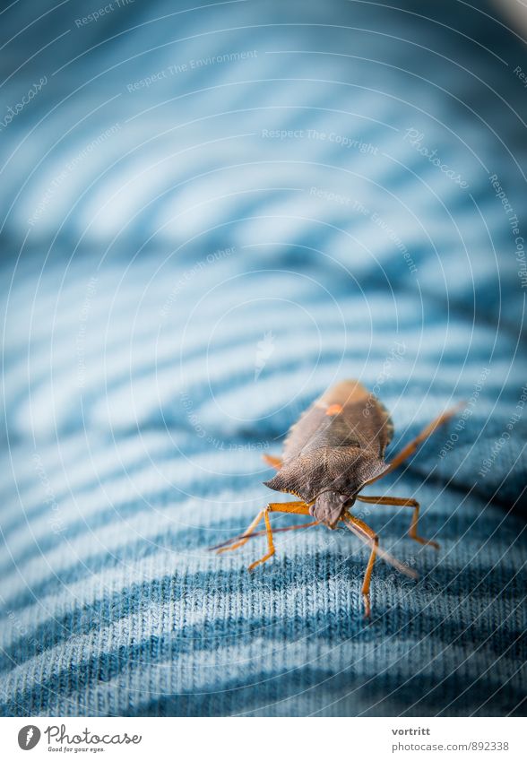 Stinkkäfer Umwelt Natur Tier Käfer 1 bedrohlich Duft blau braun Angst Todesangst Ekel Farbfoto Gedeckte Farben Außenaufnahme Textfreiraum oben Tag Tierporträt