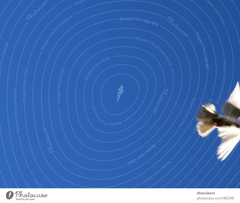 schnell weg Taube weiß Symbole & Metaphern Friedenstaube Vogel Religion & Glaube weisse Taube blau Himmel Holy Spirit Heiliger Geist fliegen Freiheit dtaeubert