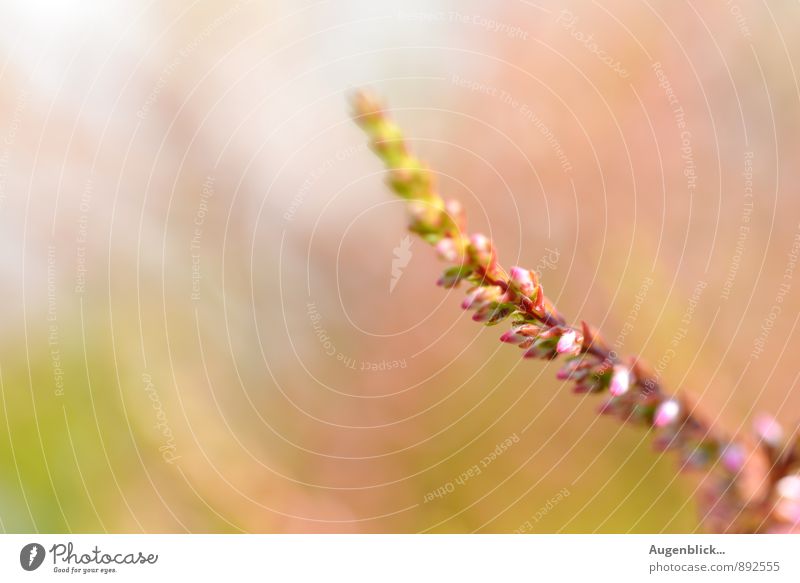 in einer anderen Welt... Natur Sommer Grünpflanze Duft frisch glänzend mehrfarbig grün rosa Frühlingsgefühle Leben Reinheit bescheiden Wellness Innenaufnahme