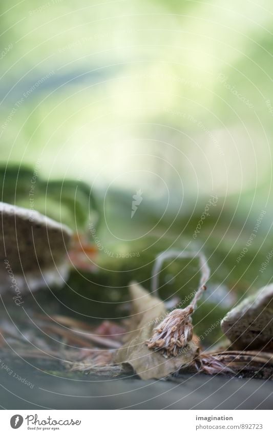 Wabi Sabi Pflanze Herbst Blatt Blüte Wald alt Wachstum trocken braun grün Gelassenheit geduldig demütig Traurigkeit Trauer Tod Schmerz Enttäuschung Einsamkeit