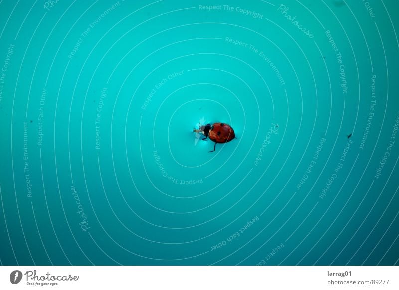 Insekt im Pool Marienkäfer türkis Punkt Landeplatz Desaster ertrinken Bruchlandung Glücksbringer Schwimmbad Schiffsbug Strukturen & Formen Oberflächenspannung