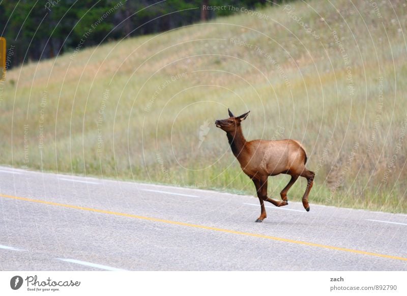 Straßenballett Landschaft Pflanze Gras Wiese Wald Hügel Berge u. Gebirge Rocky Mountains Wege & Pfade Tier Wildtier Fell Elk Wapiti-Hirsche Paarhufer Reh 1