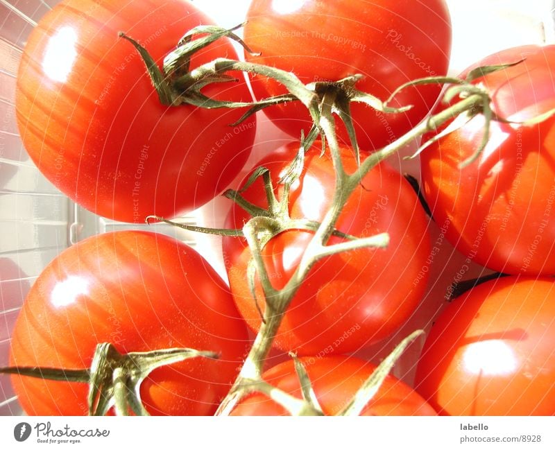 strahlende Tomätchen Nachtschattengewächse Küche Gesundheit Tomate mit Ästen Strauchtomate helles Licht Schönes Wetter