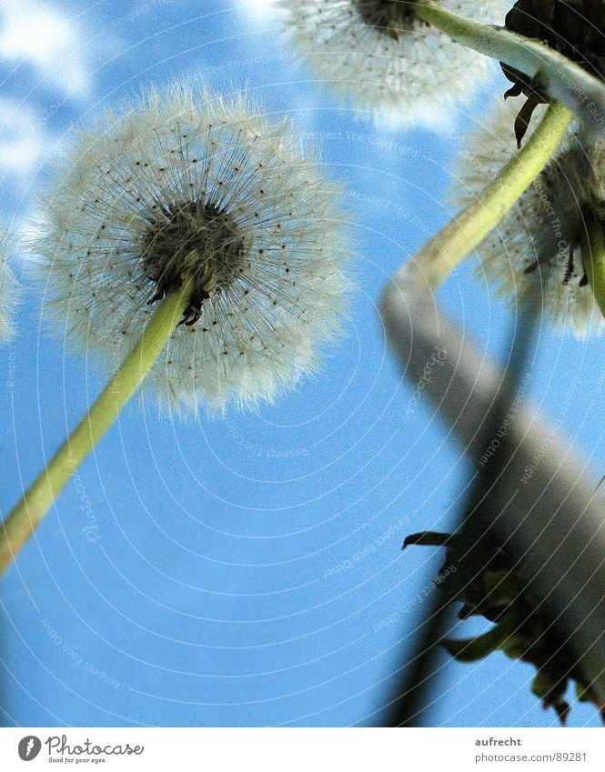 Pusteblume Blume Löwenzahn Froschperspektive Wiese Frühling Sommer klein grün Wolken Stengel winzig Hayfield Himmel Natur Zwerg Mai Feld Nachmittag Samen blau