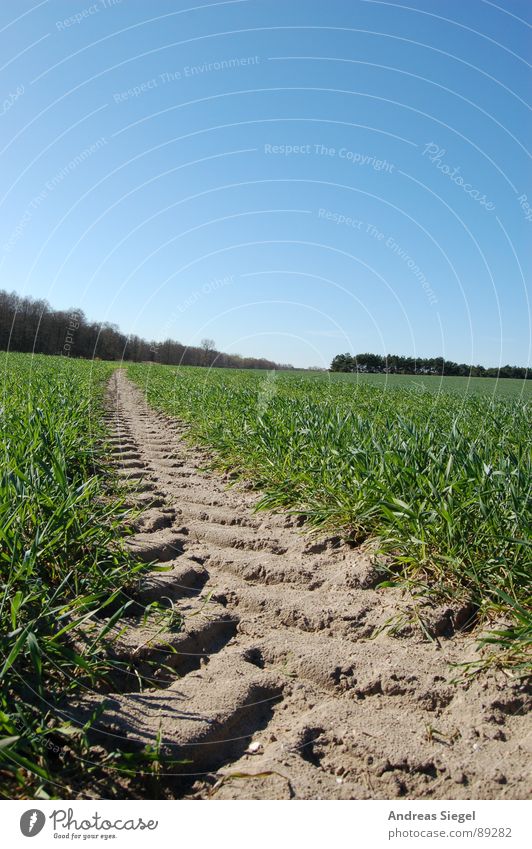 Eindruck hinterlassen Feld Wiese Fußweg Spuren grün Gras spurlos ratlos Gallun Frühling schön April Schönes Wetter Fußspur Wege & Pfade Himmel blau verloren