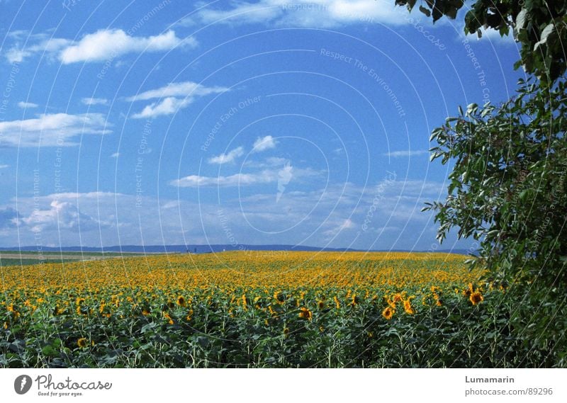 friendly view II Sommer Natur Landschaft Himmel Horizont Blume Feld blau gelb grün Sonnenblume Farbfoto Außenaufnahme Menschenleer Textfreiraum oben Tag