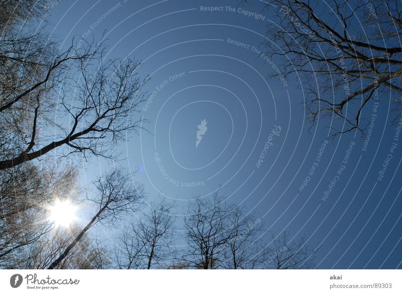 Himmel auf Erden 3 Nadelbaum Wald himmelblau Geometrie Laubbaum Perspektive Nadelwald Laubwald Waldwiese Paradies Waldlichtung ruhig grün Pflanze Baum Blatt