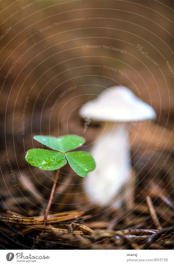 Glückspilz? Leben ruhig Natur Pflanze Sommer Herbst Grünpflanze Wildpflanze Pilz Klee Waldklee Waldboden Kitsch Krimskrams Zeichen außergewöhnlich dünn