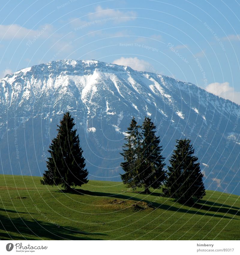 riviera royal VIII Gras Sommer Naturgesetz Wiese grün Umwelt Wolken Wildnis Himmel Grünfläche Baum Allgäu Frühling Berge u. Gebirge Landschaft Pflanze Firmament