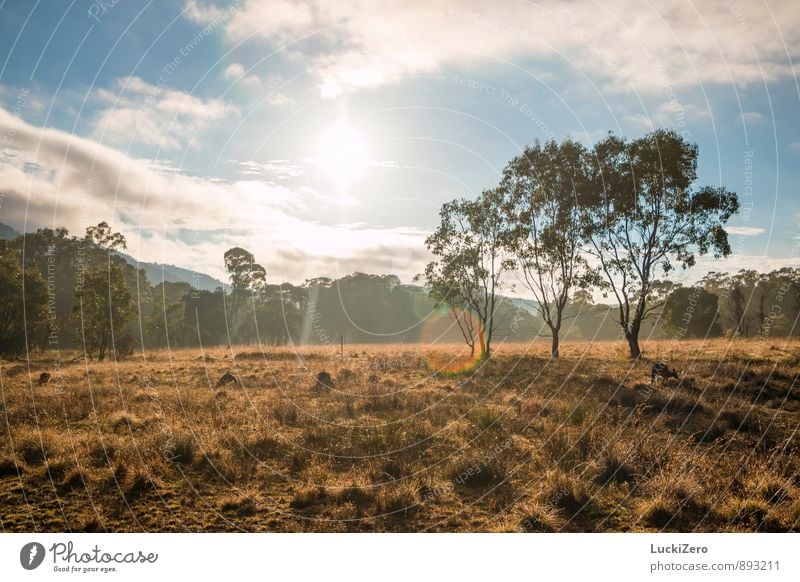 Good Morning Australia Ferien & Urlaub & Reisen Tourismus Abenteuer Ferne Sommer Sommerurlaub Sonne Natur Landschaft Pflanze Tier Himmel Wolken Frühling Wetter