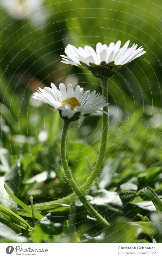 Gänseblümchen_02 Blume Frühling Sommer Zusammensein Wiese grün Vertrauen Liebe Natur Makroaufnahme