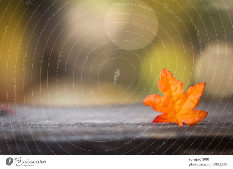 Laub und Holz Herbst Herbstlaub Blatt Holzuntergrund Hintergrundbild Pflanze Bl?äterteppich mehrfarbig Dekoration & Verzierung Herbstfärbung Herbstbeginn