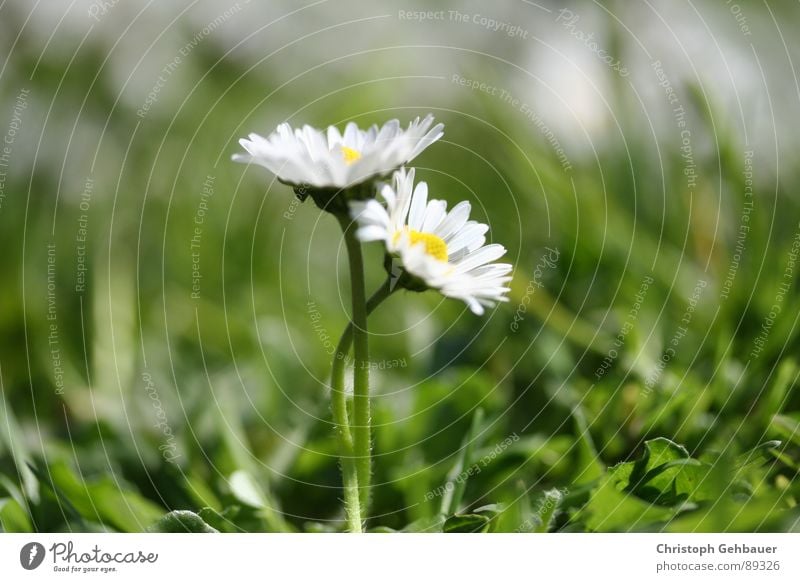 Gänseblümchen_03 Blume Frühling Sommer Zusammensein Wiese grün Vertrauen Liebe Makroaufnahme Nahaufnahme Natur