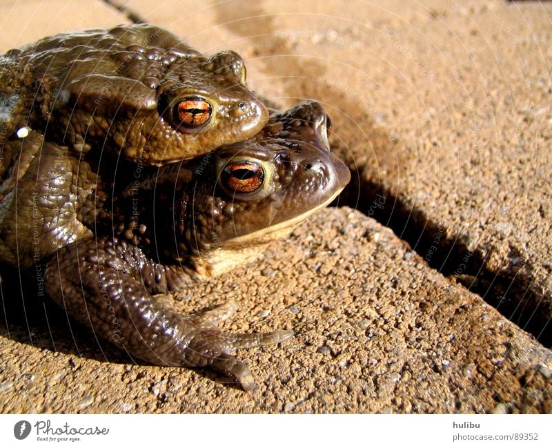 Doppelpack Tier braun feucht süß Quaken hüpfen springen Teich See Frosch Kröte huckepack Stein eckel Auge hulibu Küste