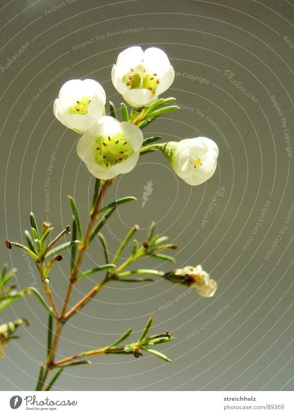 Mystisches Blümchen II Blume Hoffnung Gänseblümchen Blüte Makroaufnahme abstrakt Optimismus Blühend Reifezeit Wachstum bezaubernd Zauberei u. Magie mystisch