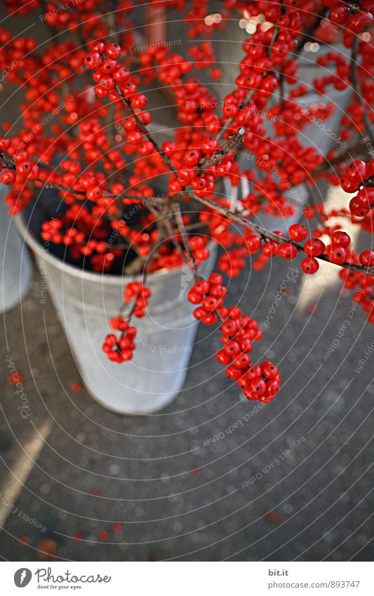 Ilex-Verticillata Lifestyle Stil exotisch Freizeit & Hobby Häusliches Leben Feste & Feiern Weihnachten & Advent Herbst Winter Pflanze Dekoration & Verzierung