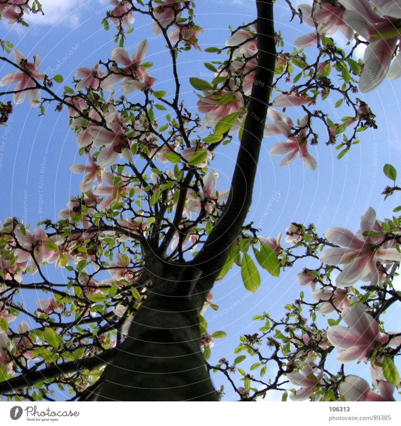 (ICH - DU + ER) / (SIE) = ES Pflanze Geäst Wachstum Frühling austreiben sprießen Blüte Park Wolken grün rot rosa weiß Magnoliengewächse unten Zweige u. Äste