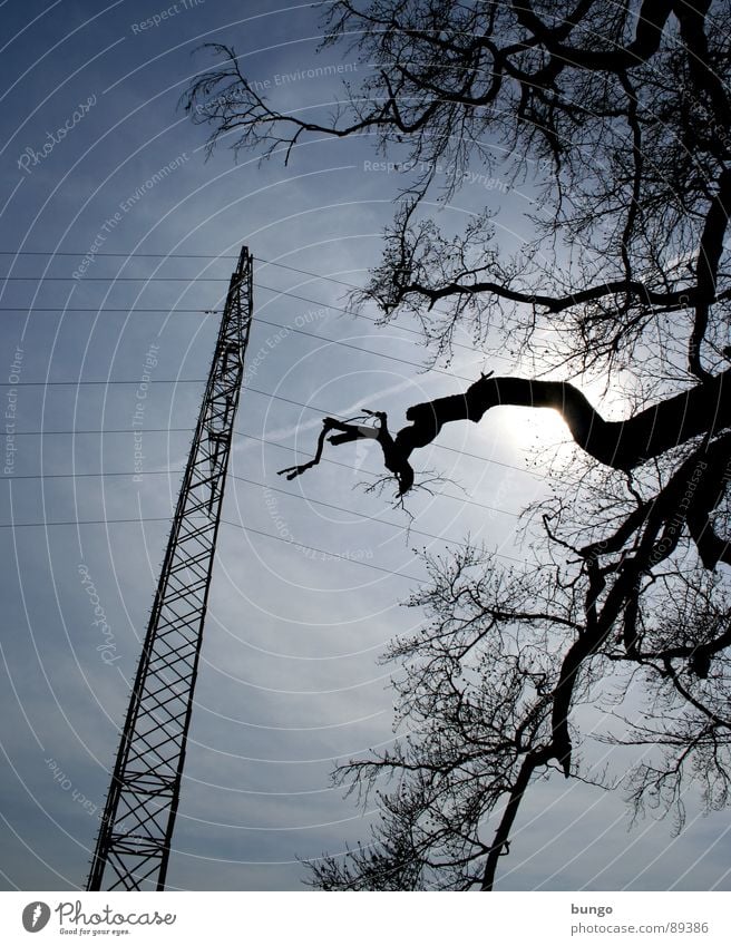 Delightfulness Baum verzweigt Pflanze Strommast Elektrizität Kabel Wolken lang Gegenlicht Silhouette dunkel bedrohlich Unwetter Naturphänomene Dämmerung Nacht