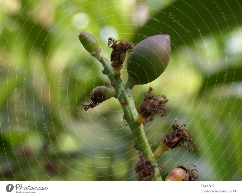 Samen Pflanze grün Natur