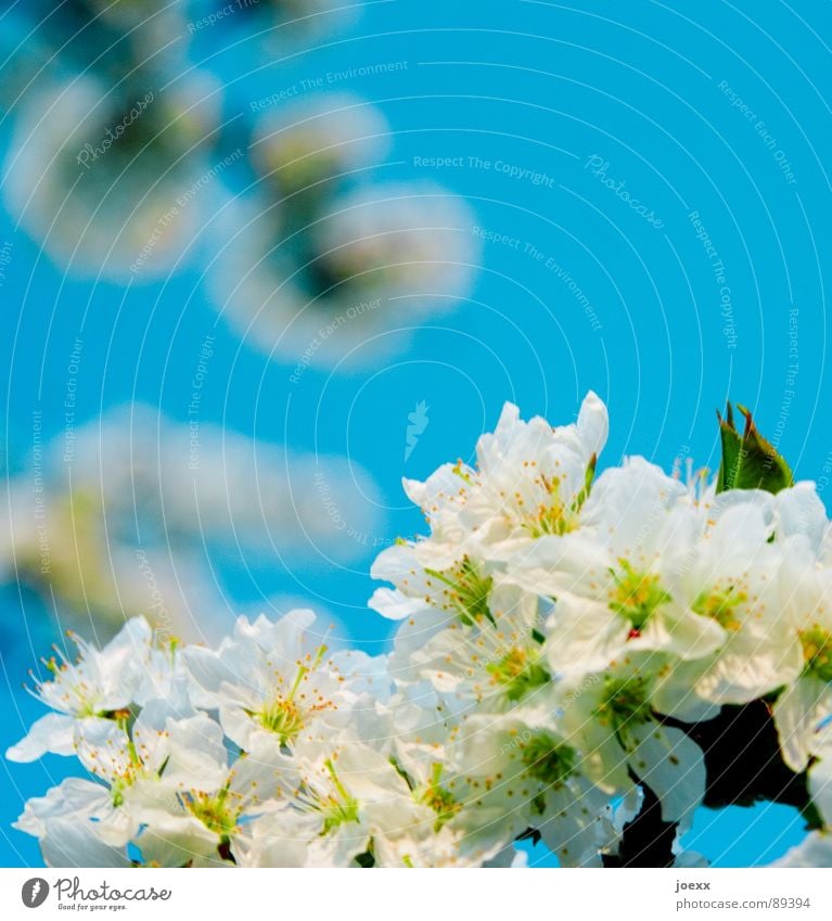 Vorfreude Fertilisation Biene Blüte Blütenblatt Blütenstempel Frühling himmelblau Kirschblüten Laubbaum Rosengewächse Sommer Unschärfe Vergänglichkeit