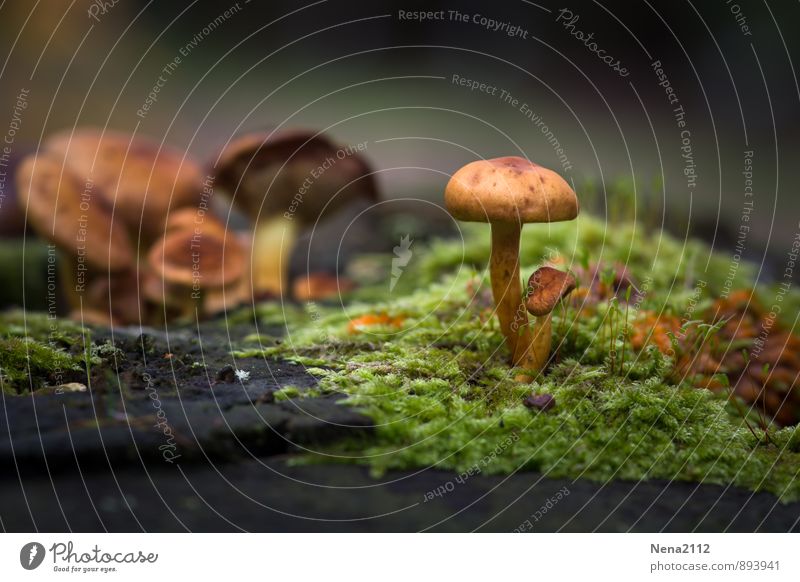 Jo... september Umwelt Natur Pflanze Erde Herbst Schönes Wetter Moos Wald braun grün Pilz pilzh Feuchtgebiete feucht Spaziergang Waldrand Farbfoto Außenaufnahme