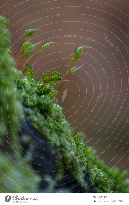 Gruppenfeeling | Moos Umwelt Natur Pflanze Erde Schönes Wetter Grünpflanze Wildpflanze Garten Park Wald grün Moosteppich klein natürlich Waldboden Waldpflanze