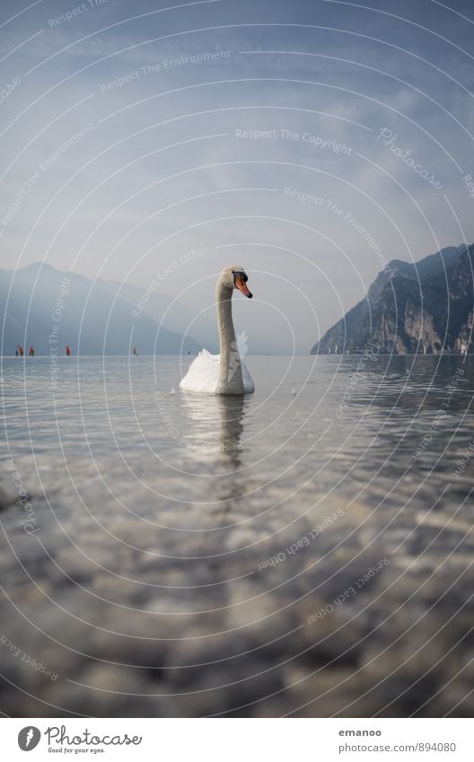 Schwanensee Ferien & Urlaub & Reisen Ausflug Ferne Freiheit Natur Landschaft Tier Wasser Himmel Wolken Klima Wetter See Vogel 1 Schwimmen & Baden blau Liebe