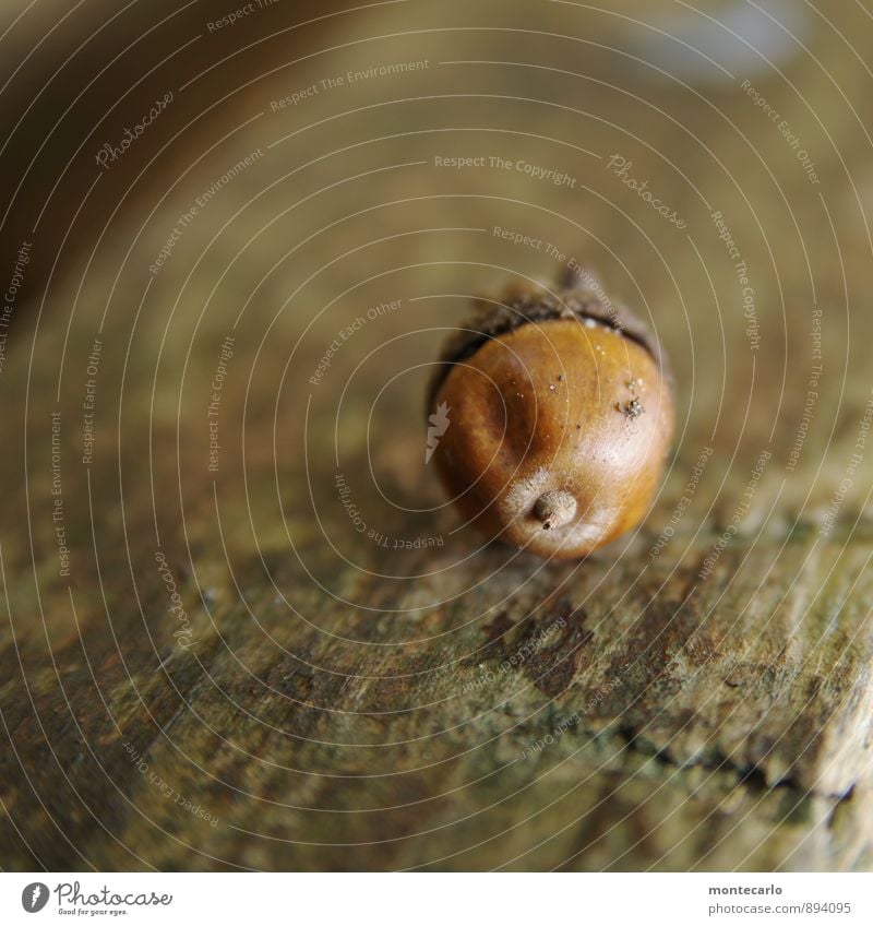 waldfrucht II Umwelt Natur Pflanze Herbst Grünpflanze Wildpflanze Eicheln authentisch fest klein natürlich rund trocken wild braun Farbfoto Gedeckte Farben